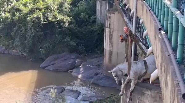 #viral የሪዮ ዲ ጄኔሮ የእሳት አደጋ ሠራተኞች መተላለፊያ ድልድይ ላይ የተቀረቀሩ ሁለት ፈረሶችን አዳኑ - Sputnik አፍሪካ