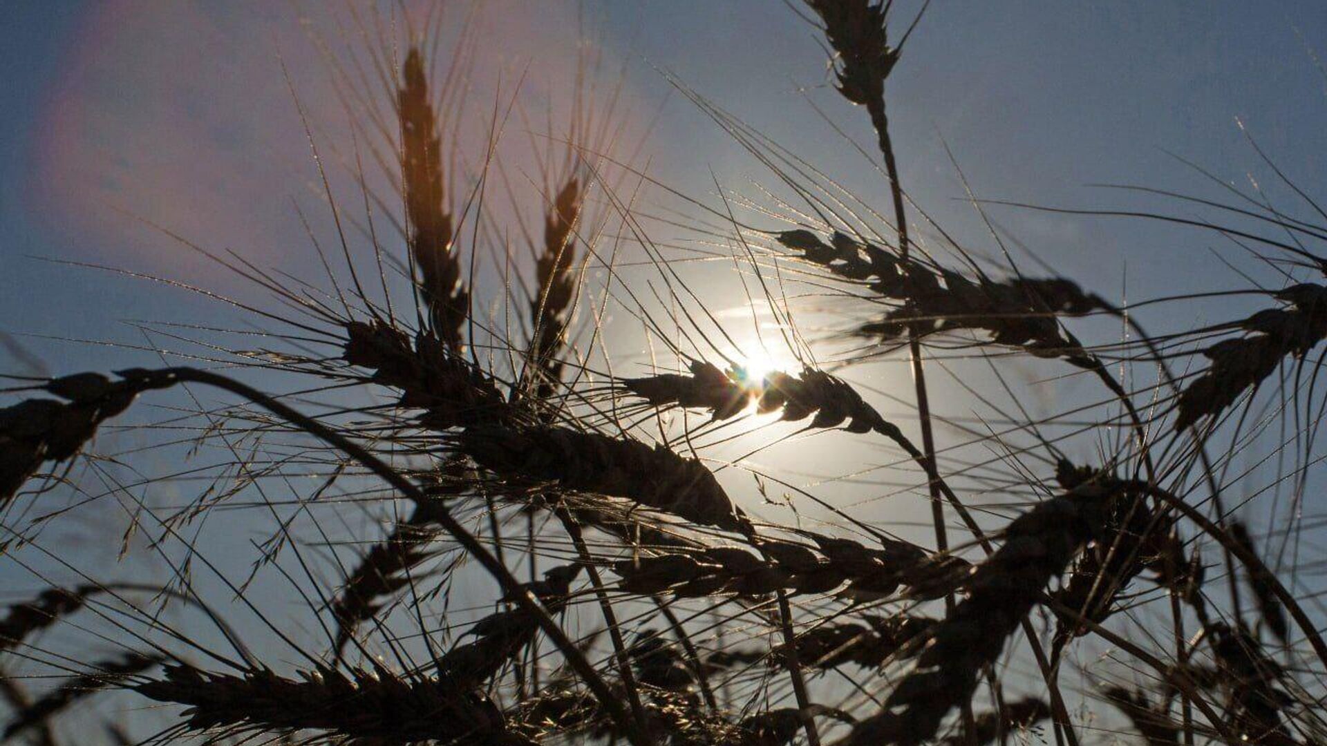 ሩሲያ የእህል ገበያ ማቋቋምን በተመለከት ከብሪክስ ሀገራት ጋር ተጨባጭ ድርድር ለማድረግ እንዳቀደች ገለጸች ሩሲያ የእህል ገበያ ማቋቋምን በተመለከት ከብሪክስ ሀገራት ጋር ተጨባጭ ድርድር ለማድረግ እንዳቀደች ገለጸች - Sputnik አፍሪካ, 1920, 03.06.2025