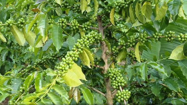 ኢትዮጵያ በአዲሱ የበጀ ዓመት ከቡና ውጪ ንግድ 3 ቢሊየን ዶላር ለመሰብሰብ አቅዳለች - Sputnik አፍሪካ