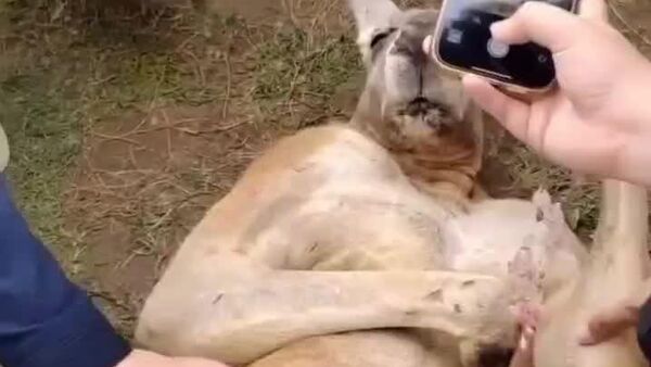 #viral| የካንጋሮው ለኦስካር የሚያበቃ ትወና፡- ራሱን እንደሳተ በማስመሰል በነጻ ምግብ ተንበሽብሿል - Sputnik አፍሪካ