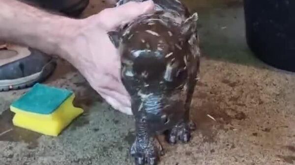 #viral | የበርሊን ተወዳጇ ድንክ ጉማሬ ቶኒ ወደ ፈረንሳይ እያመራች ነው - Sputnik አፍሪካ