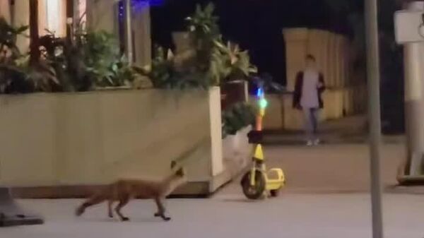 #viral| መኻል ሞስኮ ሲንሸራሸር በካሜራ ውስጥ የገባው ተኩላ - Sputnik አፍሪካ