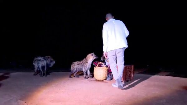 #viral | የኢትዮጵያ መንግሥት ከፍተኛ ባለሥልጣናት የጅብ ማብላት ትርዒት - Sputnik አፍሪካ