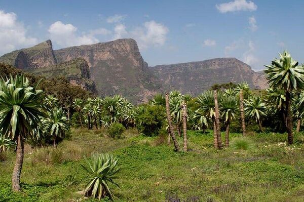 ሳይንቲስቶች ሦስት ግራም ብቻ የምትመዝን አዲስ አጥቢ ዝርያ በኢትዮጵያ አገኙ ሳይንቲስቶች ሦስት ግራም ብቻ የምትመዝን አዲስ አጥቢ ዝርያ በኢትዮጵያ አገኙ - Sputnik አፍሪካ