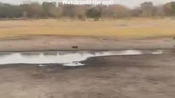 #viral | ፍርሃት አልባዉ ሸኮኮ ከዝሆን ግልገል ጋር ሲጋፈጥ - Sputnik አፍሪካ