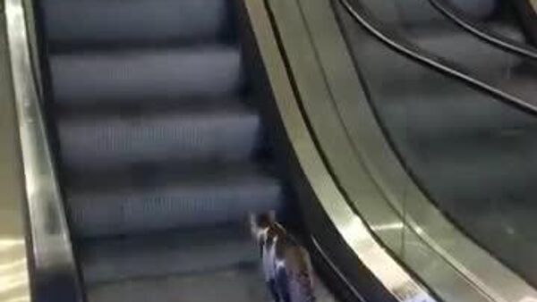 #viral |በተቃራኒ በሚንቀሳቀስ መወጣጫ ግራ የተጋባችው ድመት፤ ከብዙ ድካሟ በኋላ የታደጓትን ስታመሰግን ታየች - Sputnik አፍሪካ