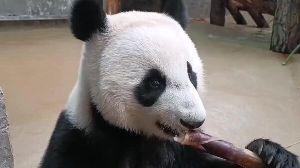 #viral | ድምጹን ከፍተው ይዘጋጁ! - Sputnik አፍሪካ