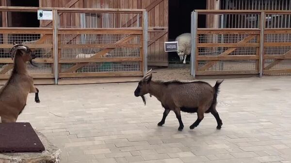 #viral | በሞስኮ የእንሰሳት ፓርክ የሚገኙ የምዕራብ አፍሪካ ድንክ ፍየሎች የቡድኑን ፈላጭ ቆራጭ ለመወሰን ግንባር ገጥመዋል - Sputnik አፍሪካ