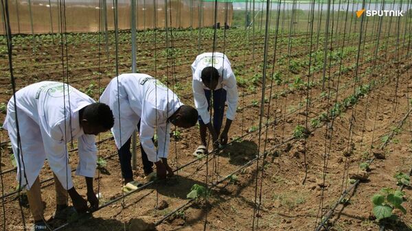 ሶማሊያ ረሃብን ለማጥፋት ታላቅ የግብርና መርሃ ግብር አስጀመረች - Sputnik አፍሪካ