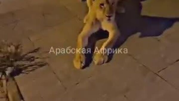 #viral | በምዕራብ ሊቢያ ዝልቴን ጎዳናዎች ላይ የሚርመሰመሱ አንበሶች - Sputnik አፍሪካ