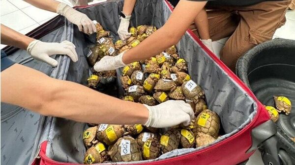 200 የሚጠጉ ለአደጋ የተጋለጡ የግብጽ ኤሊዎች ታይላንድ ውስጥ መያዛቸውን ባለሥልጣናት አስታወቁ - Sputnik አፍሪካ