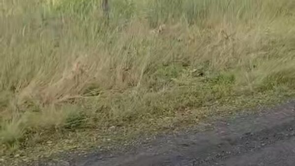 #Viral | ከሳር ሜዳዎች አስከ ጫካ፤ የአፍሪካ የዱር ድመት በፖላንድ ታይታለች - Sputnik አፍሪካ