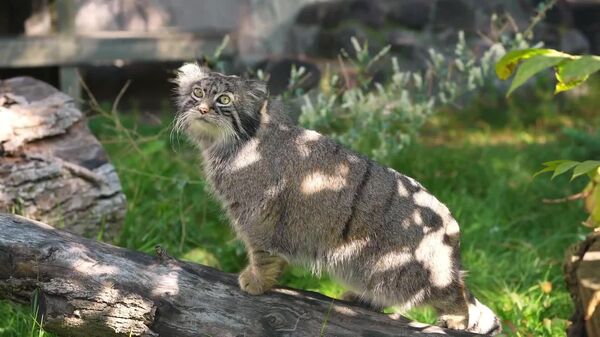 #viral | የዱር ድመት ጥፍሩን ሲሞርድ ዐይተው ያውቃሉ? - Sputnik አፍሪካ