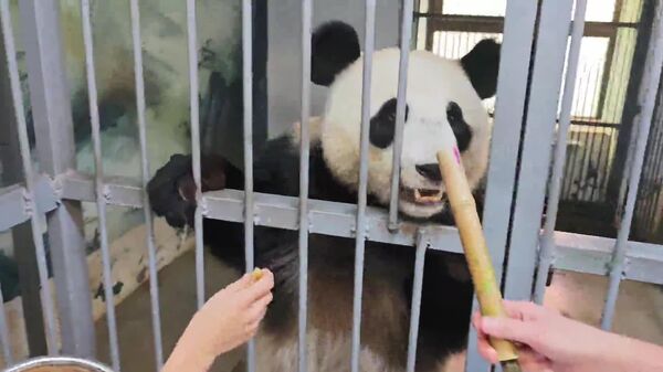 #viral | ባለፀጉሯ አርቲስት፤ ፓንዳዋ በቀርክሃ ብሩሽ ሥዕል ስትሥል ታይታለች - Sputnik አፍሪካ