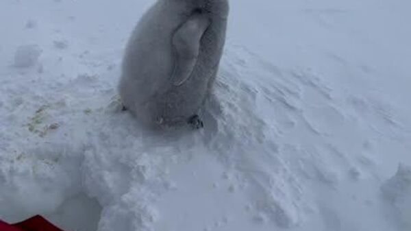 #viral | የነፍስ አድን በአንታርክቲክ ፡ የሩሲያ ሳይንቲስቶች የፔንግዊን መንጋ ጫጩትን ከበረዶ ወጥመድ ታደገዋል - Sputnik አፍሪካ