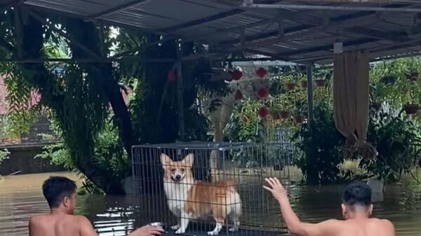 #viral | ቬትናማውያን በቡአሎይ ከባድ ወጀብ ወቅት ለአደጋ ተጋልጠው የነበሩ እንስሳትን ታደጉ - Sputnik አፍሪካ