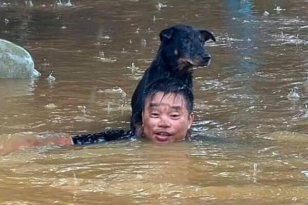 #viral | ቬትናማውያን በቡአሎይ ከባድ ወጀብ ወቅት ለአደጋ ተጋልጠው የነበሩ እንስሳትን ታደጉ - Sputnik አፍሪካ