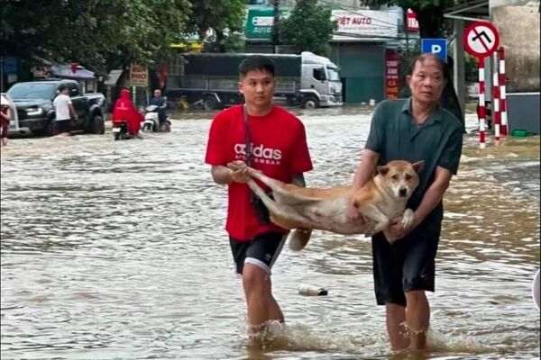 #viral | ቬትናማውያን በቡአሎይ ከባድ ወጀብ ወቅት ለአደጋ ተጋልጠው የነበሩ እንስሳትን ታደጉ - Sputnik አፍሪካ