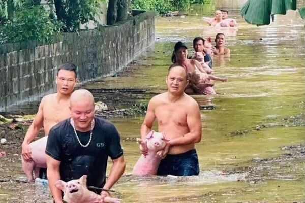 #viral | ቬትናማውያን በቡአሎይ ከባድ ወጀብ ወቅት ለአደጋ ተጋልጠው የነበሩ እንስሳትን ታደጉ - Sputnik አፍሪካ