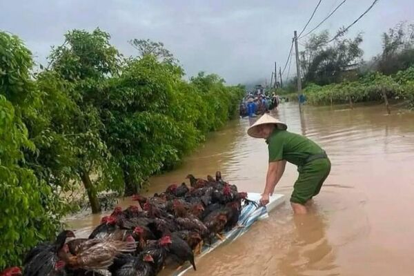 #viral | ቬትናማውያን በቡአሎይ ከባድ ወጀብ ወቅት ለአደጋ ተጋልጠው የነበሩ እንስሳትን ታደጉ - Sputnik አፍሪካ