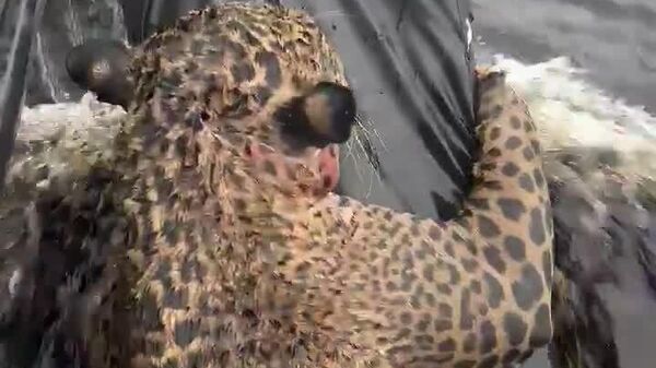 #viral | 'ጠበቅ፣ ደርሰንልሃል'፤ በብራዚል ከገባበት ውሃ መውጫ አጥቶ የነበረ ጃጓር ሕይወቱ ተረፈ - Sputnik አፍሪካ