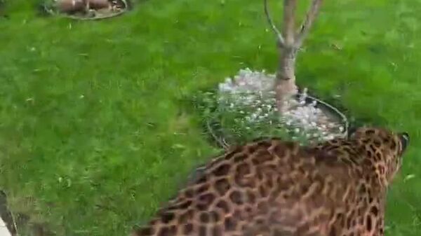 #viral | መጠኑ ምንም ይሁን ምን የድመት እውነተኛ ተፈጥሮ አይደበቅም - Sputnik አፍሪካ