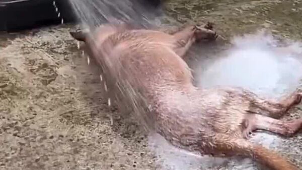 #viral | ፅዱ መሆንን ሁሉም ይወዳል፤ የዚህ ውሻ የሻወር ፍቅር ግን ለጉድ ነው - Sputnik አፍሪካ