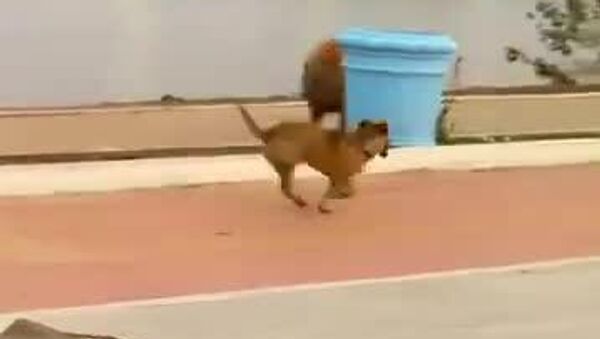 #viral | ብራዚል ውስጥ ከግዙፉ የአይጥ ዝርያ (ካፒባራ) ጋር አባሮሽ ሲጫወት የታየው ተንኮለኛ ውሻ - Sputnik አፍሪካ