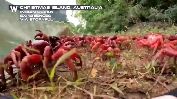 #viral | በሚሊዮን የሚቆጠሩ ቀይ ሸርጣኖች ከአውስትራሊያ ክሪስማስ ደሴት ይሰደዳሉ - Sputnik አፍሪካ