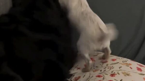 #viral | ዳዊት እና ጎልያድ? - ሚጢጢዋ ቺዋዋ ውሻ ሶፋው ላይ ለመቀመጥ ከግዙፉ ወንድሟ ተጋፍጣለች - Sputnik አፍሪካ