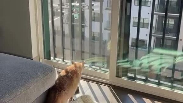 #viral | ጥቁር እንግዳ፤ በመኖሪያ አፓርታማዋ ውስጥ የጽዳት ድሮን የተመለከተችው ድመት በድንጋጤ የተቋጨ ውዝግብ - Sputnik አፍሪካ