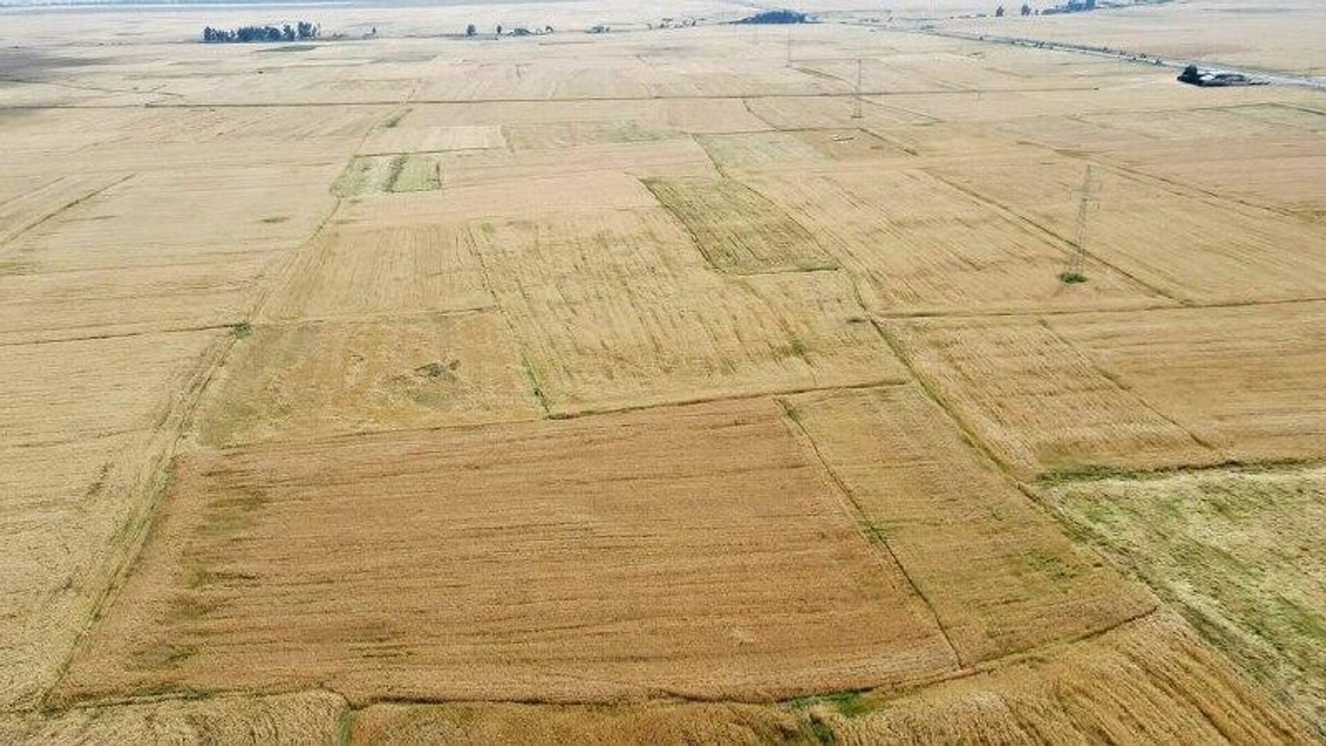 በዘንድሮ የመኸር ወቅት 177 ሚሊዮን ኩንታል የስንዴ ምርት ይጠበቃል - የግብርና ሚኒስትር በዘንድሮ የመኸር ወቅት 177 ሚሊዮን ኩንታል የስንዴ ምርት ይጠበቃል - የግብርና ሚኒስትር - Sputnik አፍሪካ, 1920, 27.10.2025