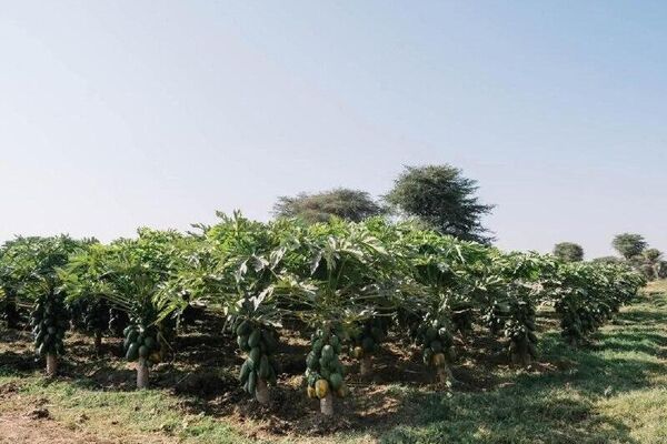 ጠቅላይ ሚኒስትር ዐቢይ አሕመድ በኦሮሚያ ክልል ምስራቅ ሸዋ ዞን የበጋ ስንዴ ሥራ አስጀመሩ - Sputnik አፍሪካ