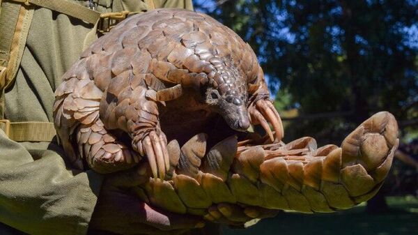 የናይጄሪያ ሴኔት በዱር እንስሳት ዝውውር ላይ ከፍተኛ ቅጣት የሚጥል አዲስ ረቂቅ ሕግ አፀደቀ - Sputnik አፍሪካ