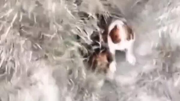 #viral | ከፍተኛ ስጋት ያለበት የማዳን ሥራ፤ የእሳት አደጋ ሠራተኞች ድሮኖችንና ሄሊኮፕተርን ተጠቅመው በተራራማ ቦታ አጣብቂኝ ውስጥ የነበሩ ውሾችን ታድገዋል - Sputnik አፍሪካ