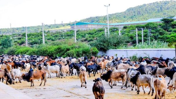 ኢትዮጵያ 620 ሺህ የቁም እንስሳትን ለውጭ ንግድ ማዘጋጀቷን አስታወቀች - Sputnik አፍሪካ