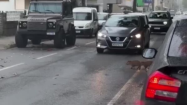 #viral | ካፒባራ ግዙፍ የአይጥ ዝርዮች መንገድ ሲያቋርጡ አሽከርካሪዎች መኪናቸውን አቁመው አሳልፈዋቸዋል - Sputnik አፍሪካ