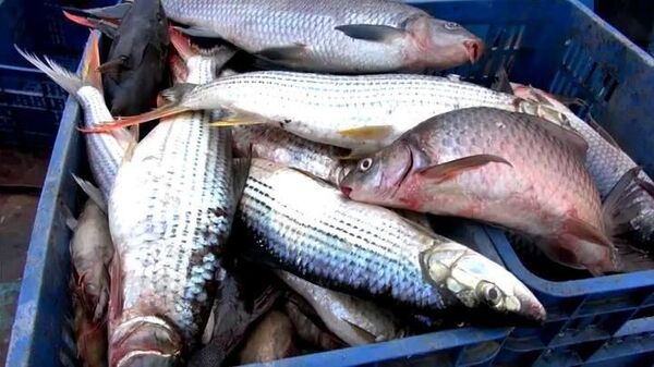 ባለፉት ሦስት ወራት ከታላቁ ሕዳሴ ግድብ የዓሣ ምርት 704 ሚሊዮን ብር መገኘቱ ተገለፀ - Sputnik አፍሪካ