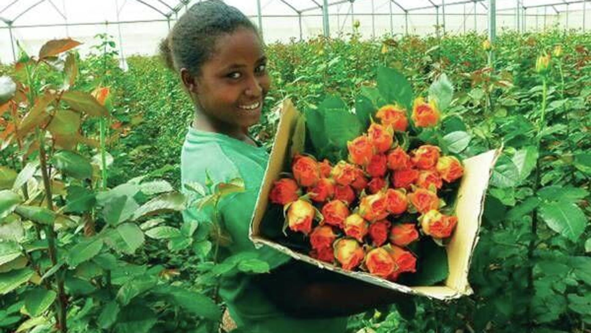 ኢትዮጵያ በአበባ ልማት ዘርፍ ከ60 ሺህ በላይ የሥራ ዕድል መፍጠር ችላለች ተባለ ኢትዮጵያ በአበባ ልማት ዘርፍ ከ60 ሺህ በላይ የሥራ ዕድል መፍጠር ችላለች ተባለ - Sputnik አፍሪካ, 1920, 05.11.2025