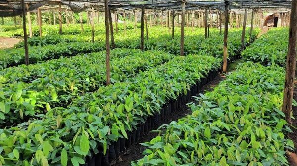 በኢትዮጵያ ባለፈው የእርሻ ወቅት ከ32 ሺህ በላይ የካካዎ ችግኞች ለአርሶ አደሮች ተከፋፍለዋል - የኢትዮጵያ ግብርና ምርምር ኢንስቲትዩት - Sputnik አፍሪካ