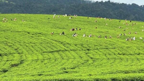 ኢትዮጵያ በመጀመሪያው ሩብ ዓመት ከሻይና ቅመማ ቅመም የውጭ ንግድ 4 - Sputnik አፍሪካ