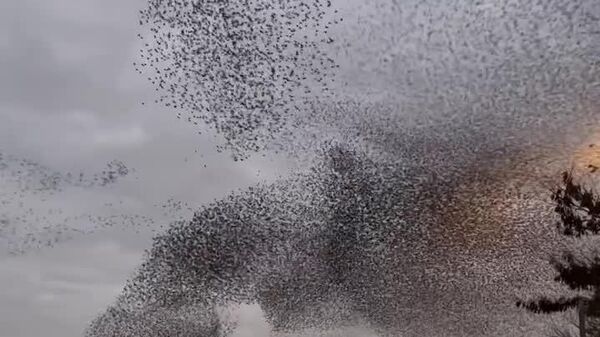 #viral | ተአምረ ተፈጥሮ - የወፍ መንጋ በሰማይ ላይ ያሳዩት አስደማሚ ዝማሜና ተለዋዋጭ ቅርፆች - Sputnik አፍሪካ