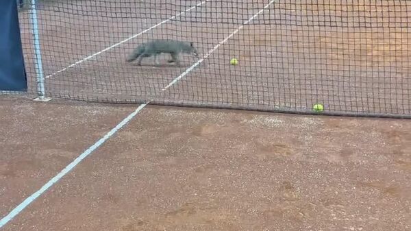 #viral | በጣሊያን ወደ ቴኒስ ሜዳ እግር ያበዛችው ቀበሮ - Sputnik አፍሪካ