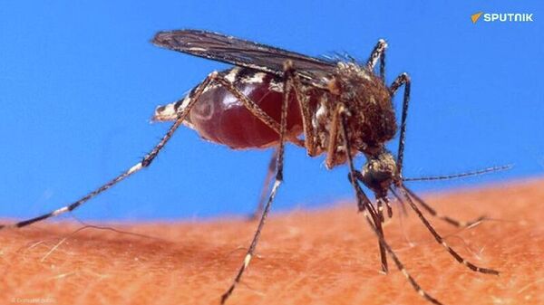 ሩሲያ ፈጣን የዴንጊ ትኩሳት መመርመሪያ መሳሪያ ማበልፀጓን የሀገሪቱ ጤና ኤጀንሲ አስታወቀ - Sputnik አፍሪካ