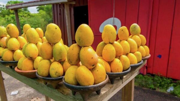 ጋና የዓለም የደረቅ ፍራፍሬዎች ገበያን ለመቆጣጠር የተመቸ አቋም ላይ ናት - ባለሥልጣን - Sputnik አፍሪካ