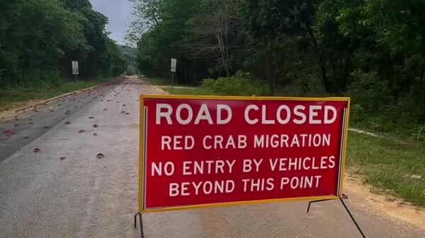 #viral| 40 ሚሊዮን ሸርጣኖች፣ አንድ ተልዕኮ፦ አስደናቂ የተፈጥሮ ጉዞ - Sputnik አፍሪካ