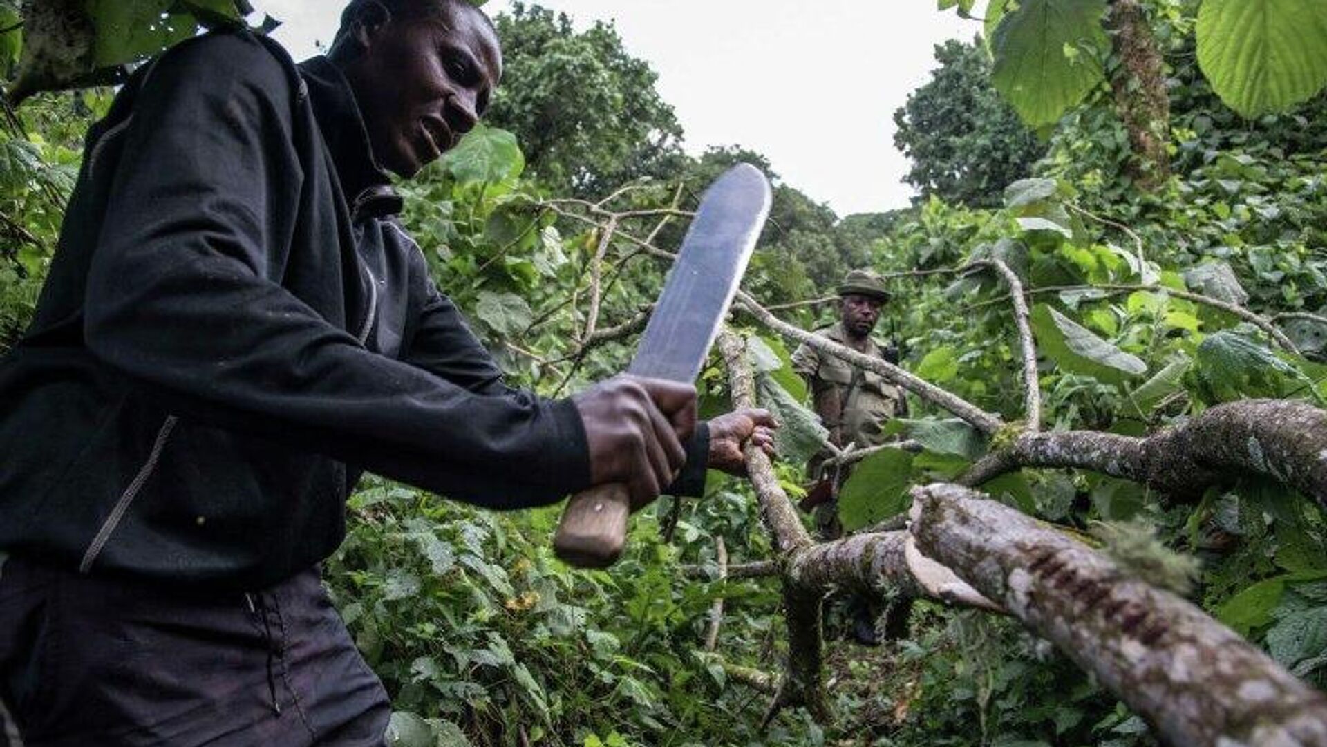 የአፍሪካ ደኖች ከሚስቡት የበለጠ ካርቦን እንደሚለቁ ጥናት አመላከተ የአፍሪካ ደኖች ከሚስቡት የበለጠ ካርቦን እንደሚለቁ ጥናት አመላከተ - Sputnik አፍሪካ, 1920, 29.11.2025
