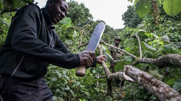 የአፍሪካ ደኖች ከሚስቡት የበለጠ ካርቦን እንደሚለቁ ጥናት አመላከተ - Sputnik አፍሪካ