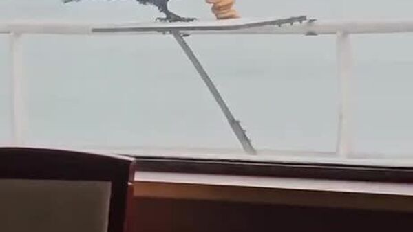 #viral | ደፋሩ ቁራ የተሟላ ቡፌ ዘረፋ ሲፈጽም በካሜራ ተያዘ - Sputnik አፍሪካ