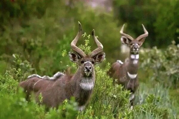 በኢትዮጵያ ባሌ ተራሮች ብሔራዊ ፓርክ የቱሪዝም ፍሰት በመጨመሩ የአካባቢው ገቢ እድገት አሳይቷል ተባለ በኢትዮጵያ ባሌ ተራሮች ብሔራዊ ፓርክ የቱሪዝም ፍሰት በመጨመሩ የአካባቢው ገቢ እድገት አሳይቷል ተባለ - Sputnik አፍሪካ